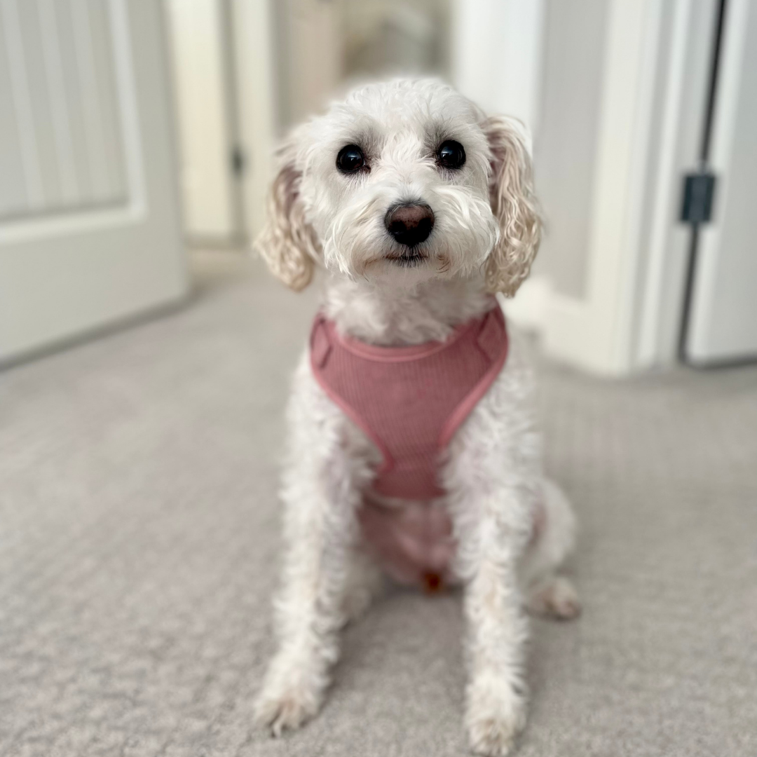 cutest white terrier puppy wearing minimalistic mauve doggie harness