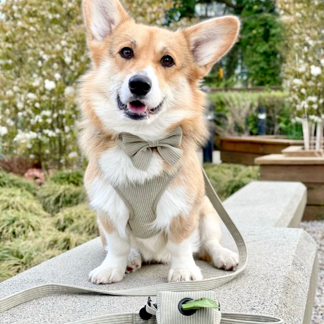 cutest corgi puppy in our sage green corduroy harness bundle set. a brisk walk in the park on a cool breezy spring day