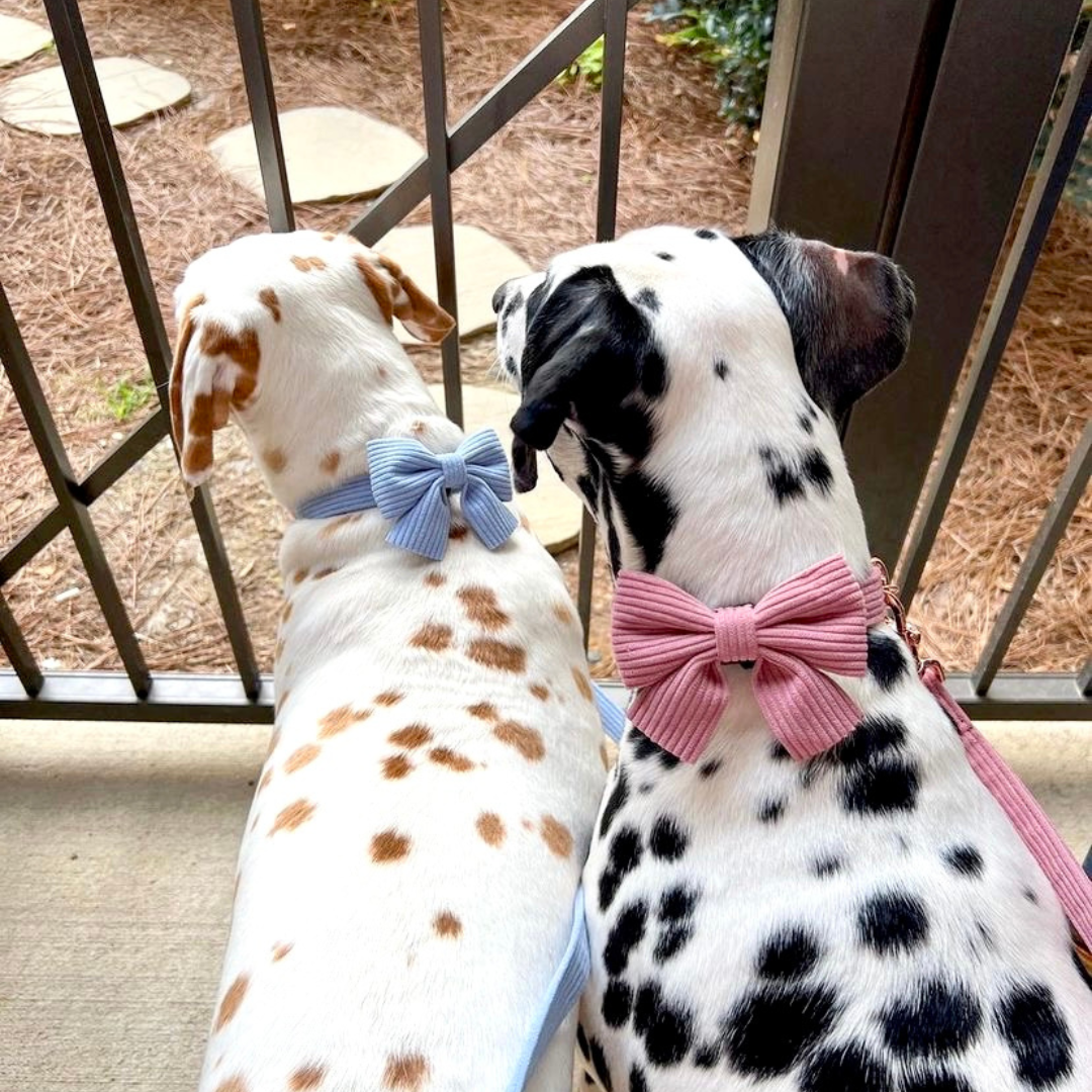 two dalmatian puppies wearing corduroy dog bowties with matching dog leash and collar