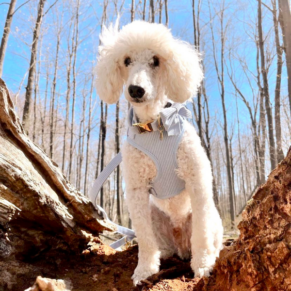 Cutest white poodle dog in pawder blue corduroy harness bundle set a walk in the park on a sunny day
