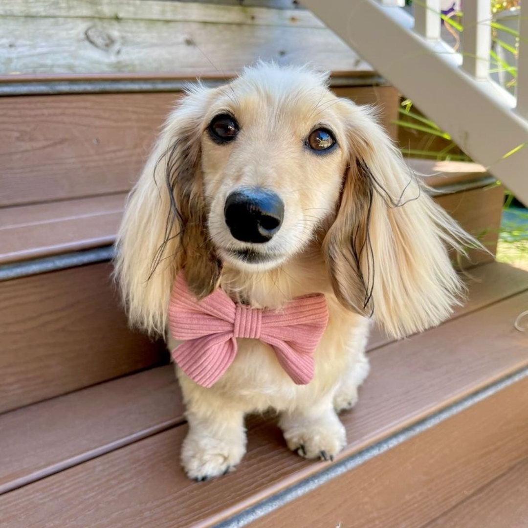 Corduroy Dog Bow Tie - Mauve