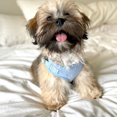 lhasa apso happy puppy wearing minimalistic corduroy blue harness