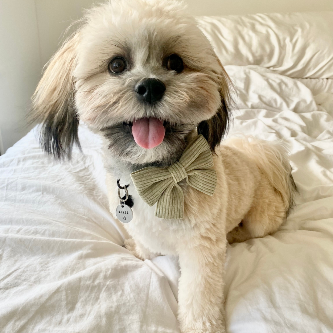 puppy wearing sage minimalist corduroy dog bowtie with velcro enclosure